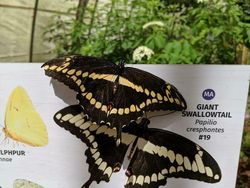 Pas Banget, Foto Orang dan Binatang Mirip Lukisan Atau Gambar