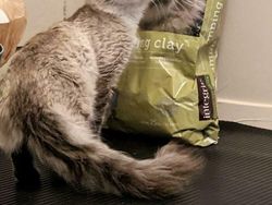 Pas Banget, Foto Orang dan Binatang Mirip Lukisan Atau Gambar