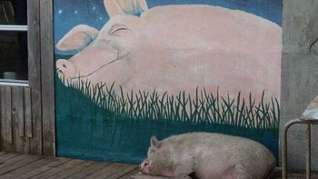 Sama-sama babi sedang tidur pulas. Foto: Bored Panda