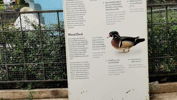 Benar-benar burung yang sama. Foto: Bored Panda