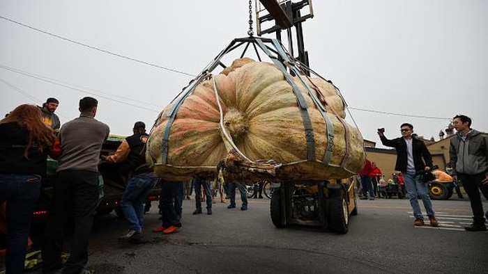 Ini Dia Pemenang Kompetisi Labu Raksasa di AS Sebuah labu raksasa diangkut untuk ditimbang dalam kompetisi Safeway World Championship Pumpkin Weigh-Off, di Half Moon Bay, California, Amerika Serikat, Senin (10/10/2022). Kompetisi labu raksasa ini digelar setiap tahun untuk memeriahkan Halloween.