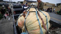 Sebuah labu raksasa diangkut dengan mobil dalam kompetisi Safeway World Championship Pumpkin Weigh-Off, di Half Moon Bay, California, Amerika Serikat, Senin (10/10/2022). Banyak orang ingin mengikuti ajang itu karena tertarik dengan hadiahnya, sekaligus dengan gelar yang akan didapatkan atas pencapaian menanam labu raksasa.  