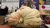 Travis Gienger merayakan kemenangannya dengan labu raksasa miliknya dalam kompetisi Safeway World Championship Pumpkin Weigh-Off, di Half Moon Bay, California, Amerika Serikat, Senin (10/10/2022). Tahun ini, Travis Gienger dari Anoka, Minnesota menang dengan labu raksasa berbobot 2.560 pon. Ia memecahkan rekor di Amerika Utara.  