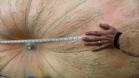 Panitia mengukur labu raksasa dalam kompetisi Safeway World Championship Pumpkin Weigh-Off, di Half Moon Bay, California, Amerika Serikat, Senin (10/10/2022). Dengan begitu Travis Gienge bisa membawa pulang uang sebesar USD 23.040 atau setara dengan Rp 354 juta.  
