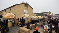 Labu raksasa berbaris sebelum ditimbang dalam kompetisi Safeway World Championship Pumpkin Weigh-Off, di Half Moon Bay, California, Amerika Serikat, Senin (10/10/2022) waktu setempat.  