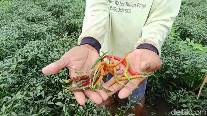 Kondisi lahan cabai yang rusak gegara diguyur hujan berhari-hari, di Giripeni, Wates, Kulon Progo, DIY, Selasa (11/10/2022).