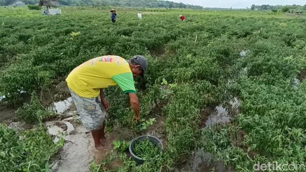 Kondisi lahan cabai yang rusak gegara diguyur hujan berhari-hari, di Giripeni, Wates, Kulon Progo, DIY, Selasa (11/10/2022).