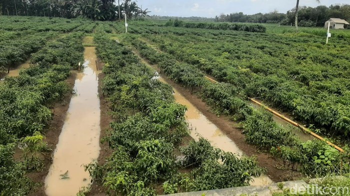 Lahan cabai milik Kismanto yang tergenang air pasca hujan lebat yang mengguyur Kabupaten Bantul, Selasa (11/10/2022).