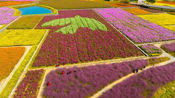 Sejuk Banget, Lihat Ladang Bunga Bermekaran di China SUQIAN, CHINA - OCTOBER 11, 2022 - Aerial photo shows a large area of flowers blooming in Santaishan National Forest Park in Suqian City, Jiangsu Province, China, Oct 11, 2022. (Photo credit should read CFOTO/Future Publishing via Getty Images)