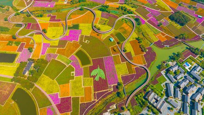 Sejuk Banget, Lihat Ladang Bunga Bermekaran di China SUQIAN, CHINA - OCTOBER 11, 2022 - Aerial photo shows a large area of flowers blooming in Santaishan National Forest Park in Suqian City, Jiangsu Province, China, Oct 11, 2022. (Photo credit should read CFOTO/Future Publishing via Getty Images)