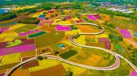 Foto udara area ladang bunga bermekaran di Taman Hutan Nasional Santaishan di Kota Suqian, Provinsi Jiangsu, China, Selasa (11/10/2022).  