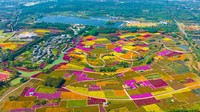 Ladang bunga itu memiliki luas 133 hektar.  
