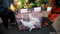 Warga berbondong-bondong sambil membawa hewan peliharaannya ke Kantor Kelurahan Petukangan Selatan, Jakarta Selatan.