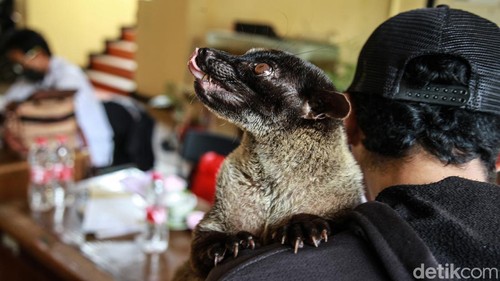Warga membawa hewan peliharaan untuk disuntik vaksin anti rabies di Kantor Kelurahan Petukangan Selatan, Jakarta Selatan, Rabu (12/10/2022). Sebanyak 120 dosis vaksin disediakan petugas dari Suku Dinas KPKP Jakarta Selatan.