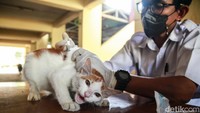Vaksin rabies gratis tersebut merupakan program reguler oleh pihak terkait.