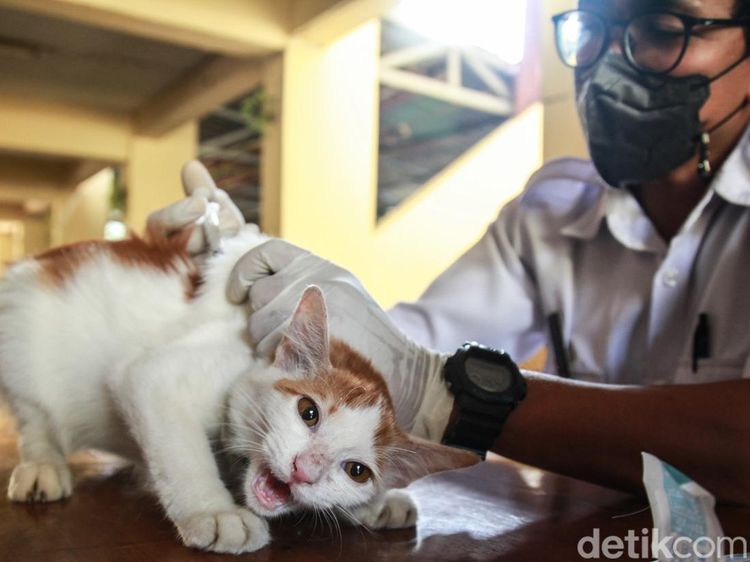 Berantas Rabies, Warga Antusias Bawa Hewan Peliharaan Suntik Vaksin