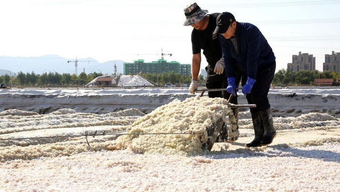 Mengintip Panen Garam di China, Sama Nggak Kayak di RI? LIANYUNGANG, CHINA - OCTOBER 12: Workers harvest crude salt at a salt farm on October 12, 2022 in Lianyungang, Jiangsu Province of China. (Photo by VCG/VCG via Getty Images)