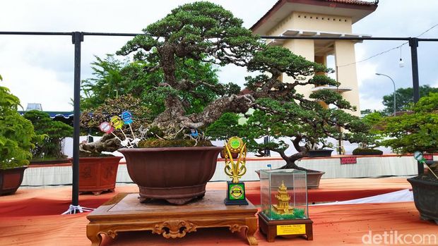 Pameran bonsai nasional di Alun-alun Ungaran, Rabu (12/11/2022).