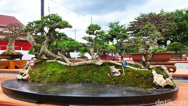Pameran bonsai nasional di Alun-alun Ungaran, Rabu (12/11/2022).