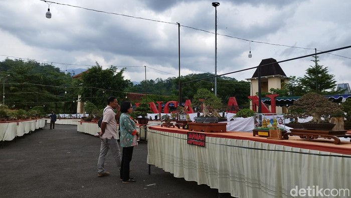 Pameran bonsai nasional di Alun-alun Ungaran, Rabu (12/11/2022).