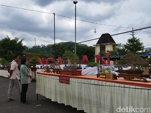 Ratusan Bonsai Menawan Dipamerkan di Alun-alun Ungaran