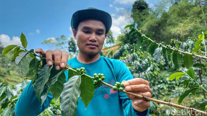 Petani kopi di Bandung