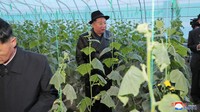 Kim menyerukan untuk membangun lebih banyak pertanian besar, termasuk meningkatkan variasi sayuran yang akan dipasok serta memastikan produksi dan manajemen ilmiah dan industri di pertanian tersebut.