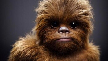 Chewbacca. Foto: Trevor Elliott/Hardhead1110