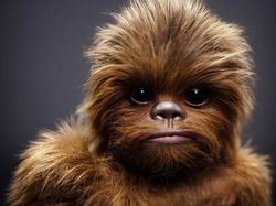 Gemoy! Tokoh Harry Potter, LOTR dan Star Wars Disulap Jadi Anak-anak