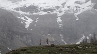 Dalam karya Battle station, Ekaterina Bee memperlihatkan ibex Alpine bertarung memperebutkan dominasi di Piedmont, Italia.