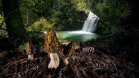 Agorastos Papatsanis menciptakan dongeng dunia lain dengan karya The magis morels, menyoroti bentuk labirin jamur di hutan Gunung Olympus Yunani.