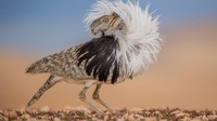 Burung houbara jantan dari Kepulauan Canary mengangkat bulu-bulunya untuk melakukan pertunjukan di masa kawin. José Juan Hernández Martinez memotret momen ini di Spanyol, menyebutnya Puff perfect.