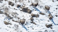 Karya The great cliff chase oleh Anand Nambiar, memotret sekilas kehidupan macan tutul salju di India yang sedang mengejar kawanan ibex menuju tepi tebing di Suaka Margasatwa Kibber.