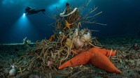 Fotografer bawah laut dan ahli biologi Laurent Ballesta melakukan penyelaman di bawah lantai beku Antartika. Fotonya berjudul Under Antarctic ice memberikan gambaran sekilas tentang keanekaragaman kehidupan di sana.