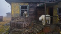 House of bears karya Dmitry Kokh menunjukkan foto beruang kutub di pemukiman yang telah lama ditinggalkan diselimuti kabut di Pulau Kolyuchin, Rusia.