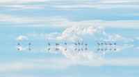 Fotografer Jepang Junji Takasago memotret pemandangan seperti mimpi ini, yang disebut Heavenly flamingos di Bolivia. Foto ini diambil di Andes, Salar de Uyuni, lahan garam terbesar di dunia dan rumah bagi tambang lithium.