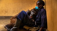 Foto berjudul Ndakasis passing oleh Brent Stirton menunjukkan akhir kisah gorila gunung yang sangat dicintai di Senkwekwe Center, Taman Nasional Virunga, Republik Demokratik Kongo.