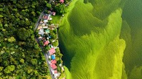 Foto bernama The dying lake yang diambil Daniel Núñez. Foto ini untuk meningkatkan kesadaran akan dampak pencemaran di Danau Amatitlán, di Guatemala.