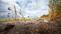 Mateusz Piesiak berhasil memanfaatkan kesempatan untuk mengabadikan momen ketika seekor elang peregrine yang lewat menyebabkan beberapa dunlin terbang ke atas. Karya A theatre of birds diambil di Polandia.