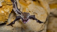 The bat-snatcher, karya Fernando Constantino Martínez Belmar menunjukkan momen ular tikus Yucatan menangkap kelelawar di Kantemo, Quintana Roo, Meksiko.
