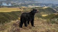 Karya berjudul Spectacled bears slim outlook oleh Daniel Mideros. Ia menggambarkan potret pedih dari habitat yang menghilang dan penghuninya. Diambil di Peñas Blancas, Quito, Ekuador.