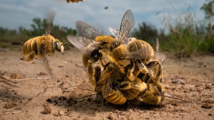Wildlife Photographer of the Year 2022 Wildlife Photographer of the Year 2022