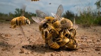 Fotografer AS Karine Aigner mendekati sekelompok lebah berlomba untuk kawin. Prosesi The Big Buzz dipotret di Texas Selatan.