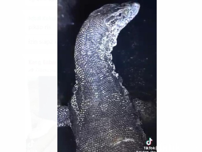 Biawak di gorong-gorong Pangandaran