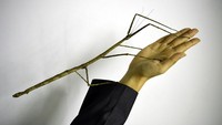 Lanjut, ada serangga terpanjang di dunia, apalagi kalu bukan serangga tongkat (Phasmatodea). Bentuk tubuhnya yang mirip seperti batang pohon membuatnya paling jago berkamuflase. Rekor terpanjang serangga ini mencapai 63 cm dan masuk ke dalam Guinness World Records di China pada 2016 lalu. Getty Images