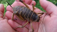 Berikutnya ada serangga endemik dari Selandia Baru yang sangat berkerabat dengan jangkrik yakni wetas. Wetas raksasa bisa tumbuh hingga 10 cm dengan berat yang sama seperti burung gereja. Dok. wikipedia.org