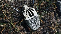 Kali ini ada kumbang goliath. Kumbang ini banyak ditemukan di hutan tropis Afrika. Panjangnya bisa mencapai 6 sampai 11 cm lho.