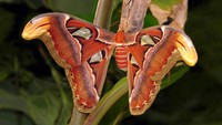 Nah, ini merupakan kupu-kupu gajah (Attacus atlas) atau sejenis ngengat berukuran besar. Rentang sayapnya bisa mencapai lebih dari 25 cm. Hewan ini tersebar luas di wilayah Asia Tenggara. Nevit Dilmen/wikipedia.org