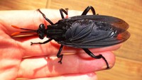 Bicara lalat, ada lho yang terbesar di dunia yakni lalat Mydas. Mereka dapat hidup dengan panjang mencapai 6 hingga 7 cm. Dok. Wikipedia.org