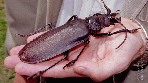 Kumbang tanduk panjang (Titanus giganteus) bisa tumbuh hingga 15 cm. Kumbang ini pun dapat dengan mudah mematahkan pensil dengan rahangnya lho. Habitat aslinya dapat ditemu di hutan hujan Bolivia, Brasil, Kolombia, Ekuador hingga Peru. Dok. applepeastcontrol.com